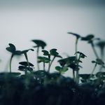 shari jacobs - @themicrogreen - Instagram