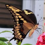 Shari Kaplan Merrell - @sharimerrell - Instagram