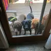 sharimcmullenborc - @sharimcmullenborc - TikTok