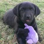 Shari Colquette South - @sharinoelle - Instagram