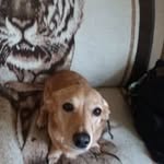 Shari Fourtwenty - @shariowen420 - Instagram