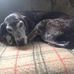 Shari Page - Facebook