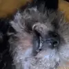 Shari Snyder421 - @bellojerryfartfart - TikTok