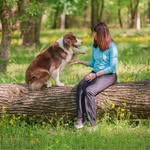Shari Zelman Sprague - @mercuryaustralianshepherds - Instagram