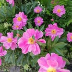 Sharon Sprague - @captainsharon1 - Instagram