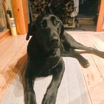 Sheri sutherland - @labmom46 - Instagram