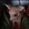 Sharon Urban - @sharon.urban6 - TikTok