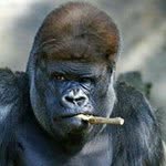 Shah Blaque DA General - @sharif.williams - Instagram