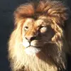 Sharif Williams - @lion5624 - TikTok