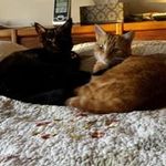 Charlene Carson - @charlenecarson381 - Instagram