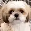 Asmita - @sharmila.joshi - TikTok