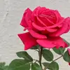 Sharmila Pathak - @sharmilapathak2 - TikTok