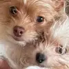 Sharon Accardi Trautsch - @sharon.accardi.tr - TikTok