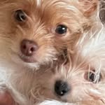 Sharon Accardi Trautsch - @trautsch5150 - Instagram