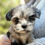 Sharon & Adam - @woodlandpuppies - Instagram