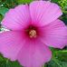 Sharron Arbuckle - Facebook