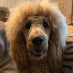 Sharon Armstrong-Auerbach - @sharonauerbachhypohound - Instagram