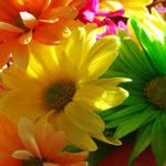 Sharon Bain - @bainsharon2012 - Instagram