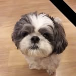 Sharon Bain - @sharonbain999 - Instagram