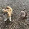 sharonbalazs - @sharonbalazs - TikTok