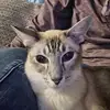sharonbalog49 - @sharonbalog49 - TikTok