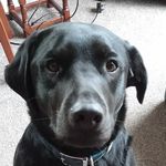 sharon basham - @shazabasham - Instagram