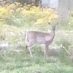 Sharon Basham - @sharonbasham57 - Instagram