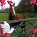 Sharon Basham - Facebook