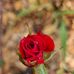 Sharon Pious Pious - Facebook
