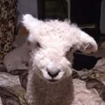 Sharon Beacham - @sharon.beacham - Instagram
