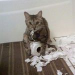 Sharon Bechtold - @cattitude.me - Instagram
