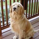 Sharon M Belanger - @sharonmbelanger - Instagram