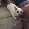 sharonbalko - @sharonbalko - TikTok