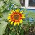 Sharon Benson - Facebook