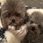 Sharon Benton - @poodlesoffun - Instagram