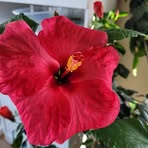 Sharon Bergevin - Facebook