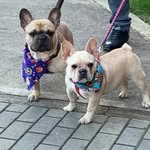 🐶SHARÓN & BERLIN🐶 - @sharon_y_berlin_frenchie - Instagram