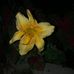 Sharon Bertrand - Facebook