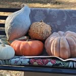 Sharon Beyer Harold - @tator_tot1974 - Instagram