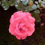 libini sharon - @libinisharon - Instagram
