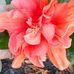 Sharon Binkley - Facebook