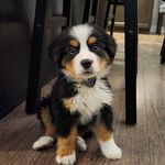 Sharon Bitzer - @sharon_bitzer_ - Instagram