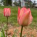 Sharon Bolduc - Facebook