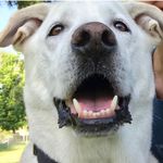 Sharon Boll - @sharon.boll.520 - Instagram