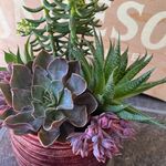 Heather Leivas and Sharon Bolt - @crazysucculentladies - Instagram