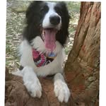 Dog Sharon border collie - @dogsharonborder - Instagram