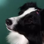 Sharon - border collie - @sharonborder2021 - Instagram