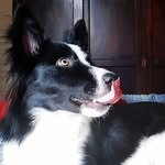 Sharon - @bordercollie.sharon - Instagram