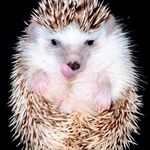 Sharon Borelli - @borelli7813 - Instagram