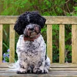 Sharon boston - @fergaltheshichon - Instagram